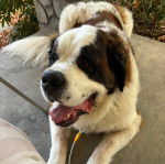 Un Saint Bermastiff allongé sur un canapé, portant un collier au cou et qui est tenu en laisse.