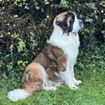 Profil d'un Saint Bermastiff, assis dans un jardin.