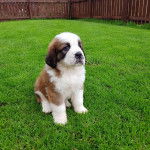 Un chiot Saint Bermastiff au pelage bicolore, assis sur une pelouse