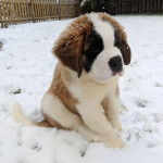 Un chiot Saint Bermastiff, assis sur une surface enneigée et semblant avoir froid