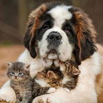 Gros plan d'un Saint Bermastiff au pelage tricolore, ayant trois chatons entre ses pattes