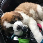 Un chiot Saint Bermastiff au pelage tricolore, dormant dans une voiture
