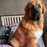 Un Saint Bermastiff au pelage fauve, assis sur un lit et regardant la caméra