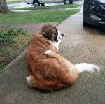 Un Saint bermastiff au pelage tricolore, allongé au bord d'un trottoir 
