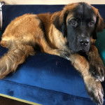 Un Saint Bermastiff au pelage fauve, allongé dans un canapé et regardant la caméra