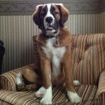 Un Saint Bermastiff au pelage bicolore, assis dans un canapé et ayant la gueule légèrement ouverte