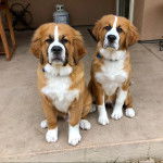Deux Saint Bermastiff au pelage bicolore blanc fauve, assis et regardant la caméra