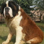 Un Saint Bermastiff au pelage tricolore, assis sur une pelouse et regardant la caméra