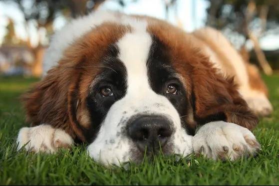 Un Saint Bermastiff au pelage tricolore, allongé sur une surface herbacée et regardant la caméra