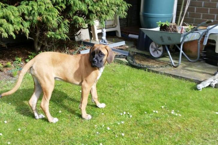 Un Saint Bermastiff au pelage fauve et masque noir, sur une pelouse