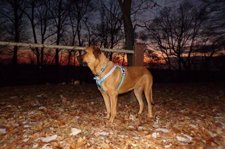 Un Saint Bermastiff au pelage fauve, debout sur ses quatre pattes et portant un harnais