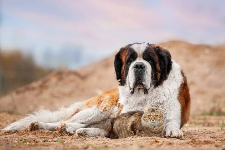 Un Saint Bermastiff  allongé sur une surface sableuse et ayant un chaton entre ses pattes