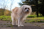 Un Chi-Chi au pelage beige, dans un parc
