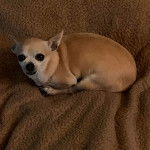 Un Chi-Chi au pelage bicolore, allongé sur un tapis et regardant la caméra