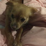 Un Chi-Chi au pelage marron, allongé sur un lit