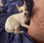 Un Chi-Chi au pelage bicolore, allongé dans un canapé, et portant un collier autour du cou.