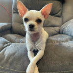 Un Chi-Chi à la robe blanche, allongé dans un fauteuil et regardant la caméra