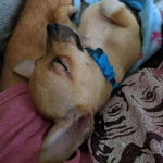 Un Chi-Chi au pelage bicolore, portant un collier autour du cou et semblant dormir