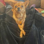 Un Chi-Chi au pelage doré, allongé sur un tapis et portant un collier autour du cou