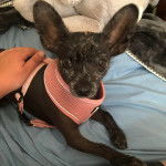 Un Chi-Chi au pelage bicolore noir tachetée de blanc, et portant un harnais