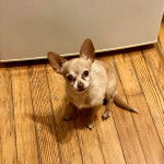 Un Chi-Chi assis sur un plancher en bois, et regardant la caméra