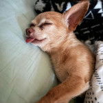 Un Chi-Chi au pelage bicolore fauve blanc, allongé sur un lit et tirant légèrement la langue