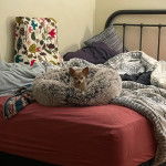 Un Chi-Chi allongé dans une couchette pour chien, et regardant la caméra