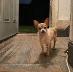 Un Chi-Chi au pelage bicolore, debout sur ses quatre pattes dans une pièce 