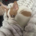 Un Chi-Chi au pelage bicolore blanc marron, allongé sous une couverture