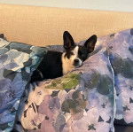 Un Chi-Chi au pelage bicolore blanc noir, allongé sous des coussins et regardant la caméra