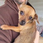 Un Chi-Chi au pelage fauve tacheté de noir, assis dans les bras d'un homme et regardant la caméra 