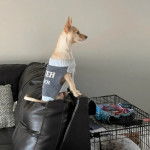 Profil d'un Chi-Chi au pelage unicolore, assis sur un canapé et portant un pull-over pour chien 