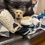 Un Chi-Chi au pelage fauve, allongé dans un canapé et portant un collier autour du cou