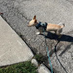 Un Chi-Chi  marchant sur une surface goudronée, portant un harnais et qui est tenu en laisse