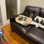 Un Chi-Chi allongé dans un canapé, portant un habit pour chien et un collier au cou