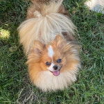 Un Chi-Chi au pelage bicolore, assis sur une surface herbacée et tirant la langue