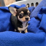 Un Chi-Chi au pelage tricolore, allongé sur une couverture bleue et regardant la caméra