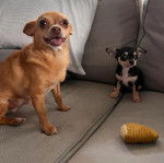 Deux Chi-Chi au pelage bicolore, assis dans un canapé, l'un tirant la langue et l'autre non