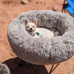 Un ChiChi au pelage bicolore, allongé dans une couchette pour chien et portant un collier autour du cou