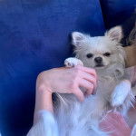 Un Chi-Chi à la robe blanche, allongé et se faisant caresser la fourrure