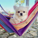Un Chi-Chi au pelage blanc, assis dans un hamac et regardant la caméra
