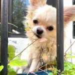 Un Chi-Chi à la robe blanche, mordant une branche fleurie