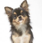 Gros plan d'un Chi-Chi au pelage tricolore, regardant la caméra