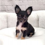 Un Chi-Chi au pelage tricolore, assis dans un canapé et regardant la caméra