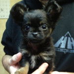 Un Chi-Chi au pelage bicolore noir fauve, assis dans les mains d'une personne