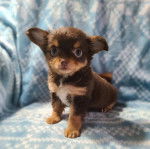 Un Chi-Chi au pelage tricolore, assis dans un canapé et regardant la caméra