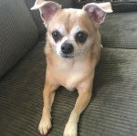 Un Chi-Chi à la robe bicolore blanc marron, allongé  dans un canapé