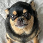 Un Chi-Chi au pelage bicolore noir fauve, assis et regardant la caméra de haut 