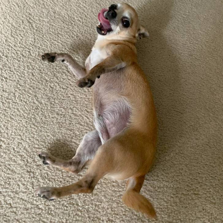 Un Chi-Chi allongé sur un tapis, tirant la langue et semblant jouer  
