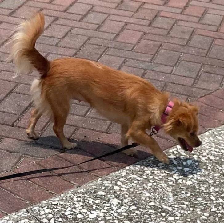 Un Chi-Chi au pelage bicolore fauve blanc, marchant sur un sol pavé et qui est tenu en laisse